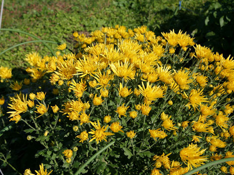 Chrysanthemum x moriforium f. esculentus