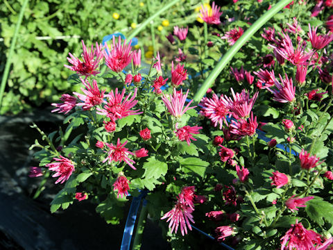 Chrysanthemum x moriforium f. esculentus
