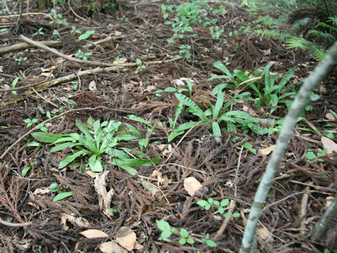 Heloniopsis orientalis