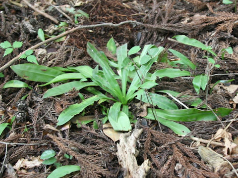 Heloniopsis orientalis