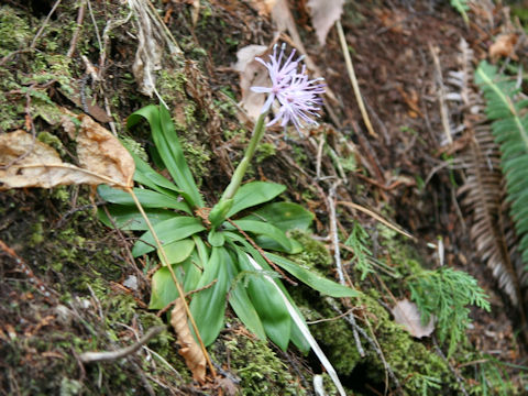 Heloniopsis orientalis