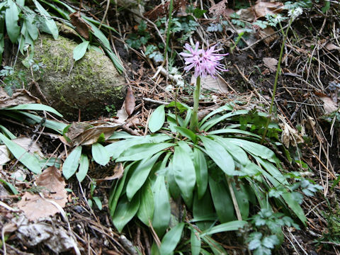 Heloniopsis orientalis