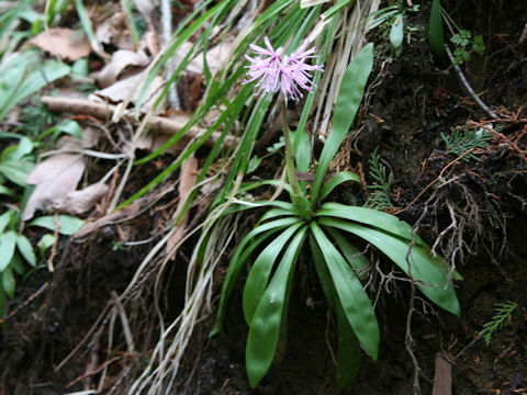 Heloniopsis orientalis