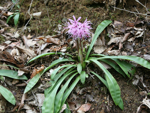Heloniopsis orientalis