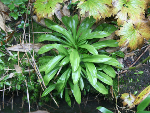 Heloniopsis orientalis