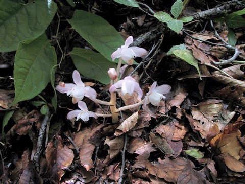 Yoania japonica