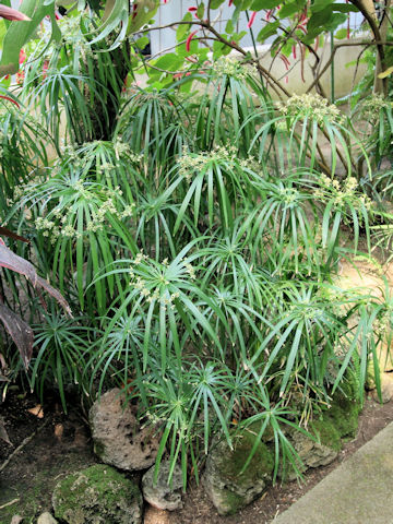 Cyperus alternifolius