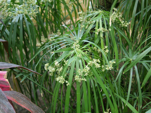 Cyperus alternifolius