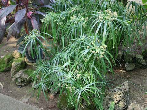 Cyperus alternifolius