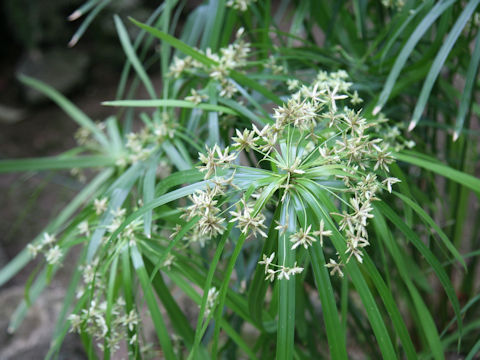 Cyperus alternifolius