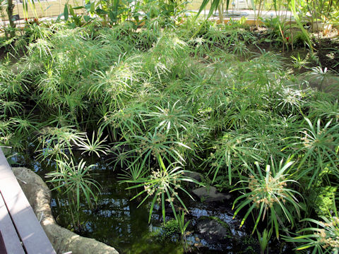 Cyperus alternifolius