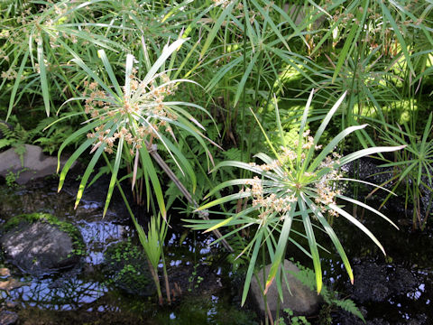 Cyperus alternifolius