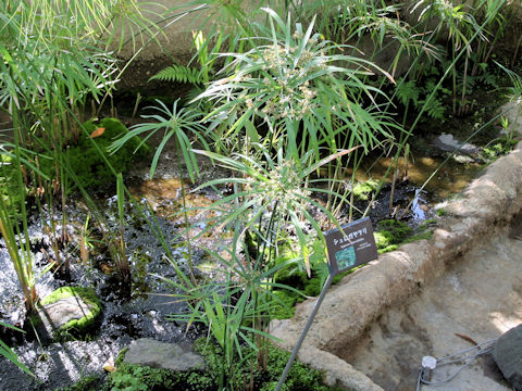 Cyperus alternifolius