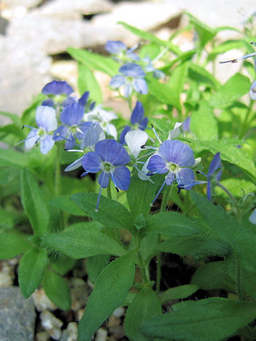 Veronica grandiflora