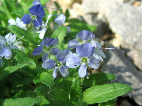 Veronica grandiflora