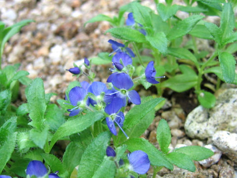 Veronica grandiflora