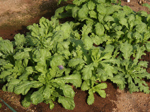 Chrysanthemum coronarium