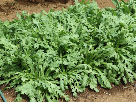 Chrysanthemum coronarium