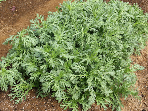 Chrysanthemum coronarium