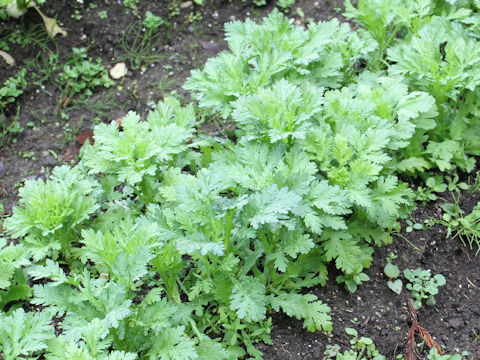 Chrysanthemum coronarium