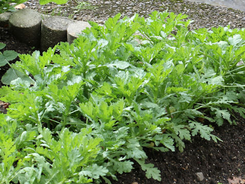 Chrysanthemum coronarium