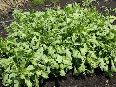 Chrysanthemum coronarium