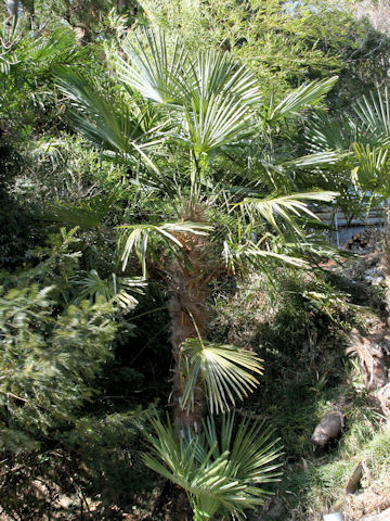 Trachycarpus fortunei