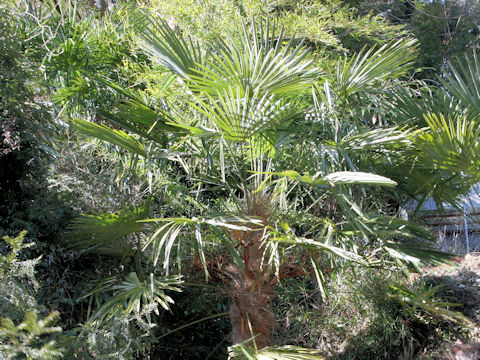 Trachycarpus fortunei