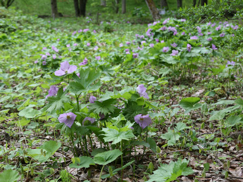 Glaucidium palmatum