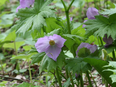 Glaucidium palmatum