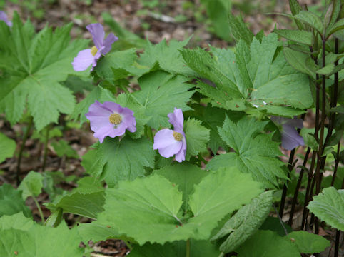 Glaucidium palmatum