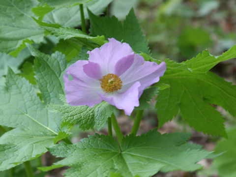 Glaucidium palmatum