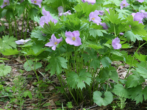 Glaucidium palmatum