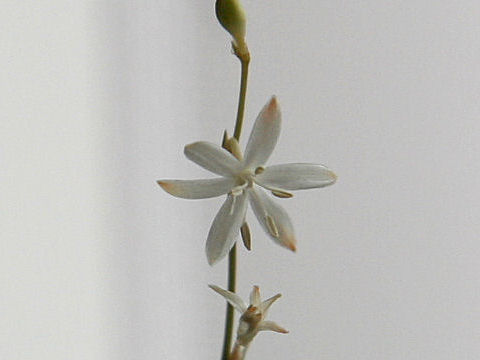 Chlorophytum bichetii