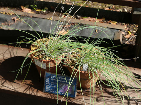 Allium schoenoprasum var. orientale