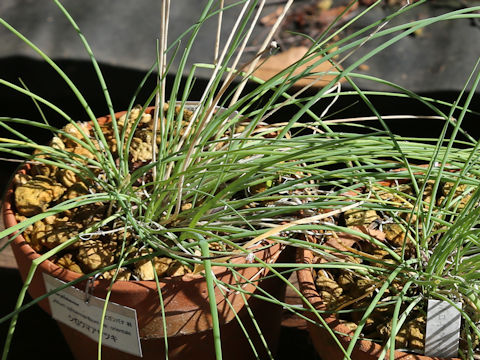 Allium schoenoprasum var. orientale