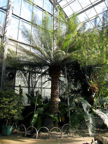 Cycas siamensis