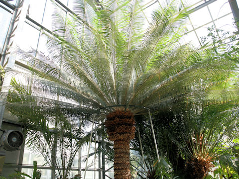 Cycas siamensis