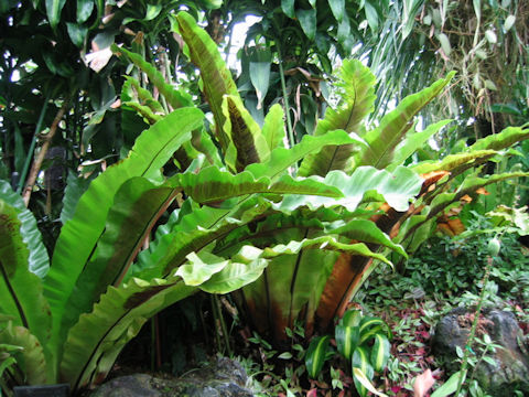 Asplenium nidus cv. Avis