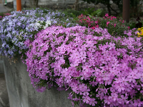 Phlox subulata