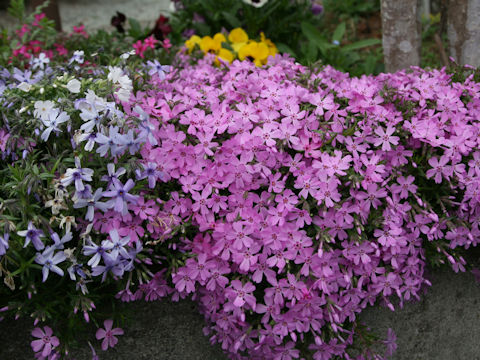 Phlox subulata
