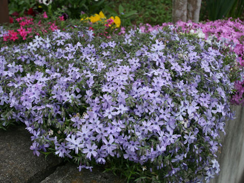 Phlox subulata