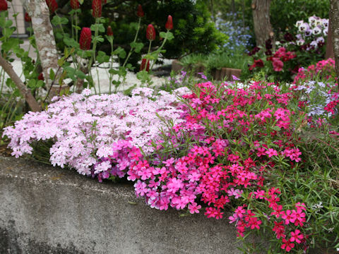 Phlox subulata
