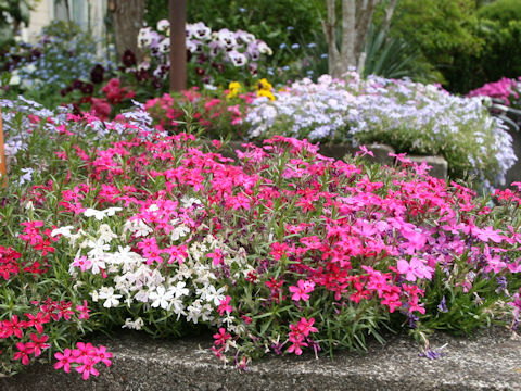 Phlox subulata