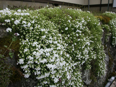 Phlox subulata cv. Mont Blanc White