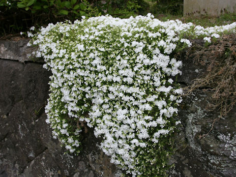 Phlox subulata cv. Mont Blanc White