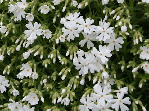 Phlox subulata cv. Mont Blanc White