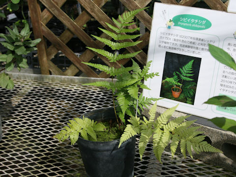 Dryopteris shibipedis