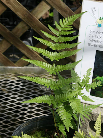 Dryopteris shibipedis