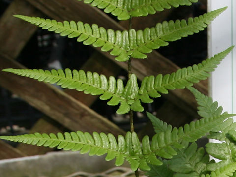 Dryopteris shibipedis